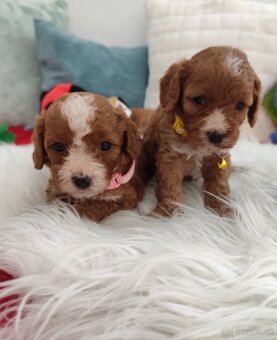 Cavapoo - 6