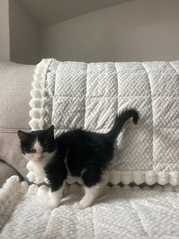 Huňate maciatka odber hned - 6