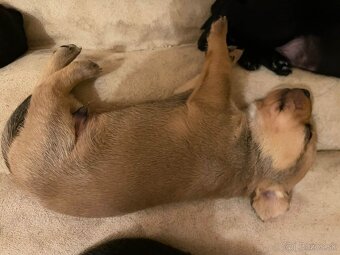 Predám psikov krizenca - 6