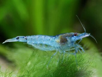 Neocaridina krevety selektované - 6