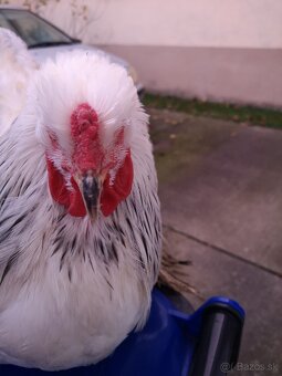 Brahmanka - kohút - 6