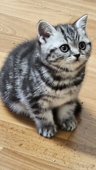 Britské mačiatka whiskas - 6