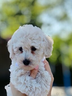 Toy pudel - 6