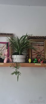 Izbová rastlina Zelenec - 6