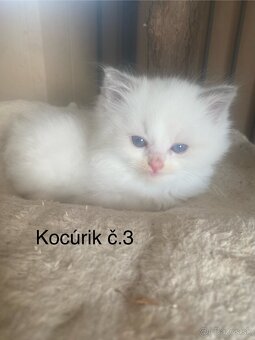 Ragdoll mačiatka bez PP-poslední 3 voľní kocúrikovia - 6