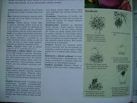 Reo / Tradescantia - izbová rastlina mládniky - 6