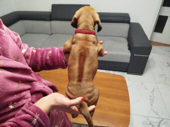 RHODESIAN RIDGEBACK - 6