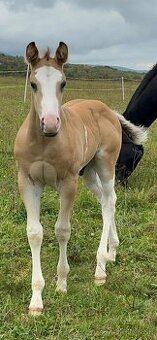 Zrebcek Aph   Buckskin overo/sabino - 6