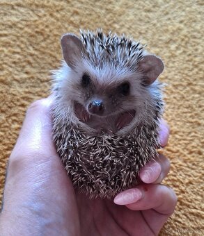 Ježko africký bielobruchý-samička - 6