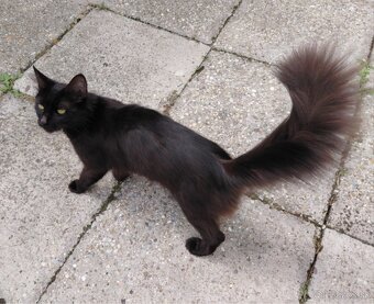 Mainská mývalia - 6