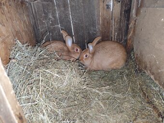 burgmunske kraliky - 6