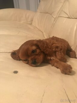 Kavalier king Charles španiel - 6