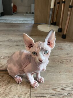 Sphynx - 6