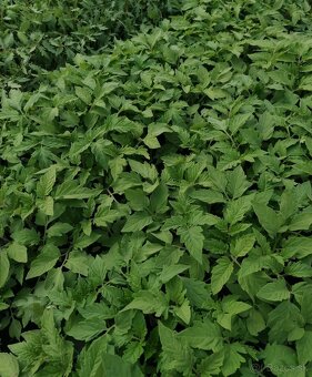 Planty, priesady - 6