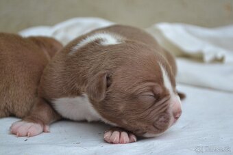 American bully - 6