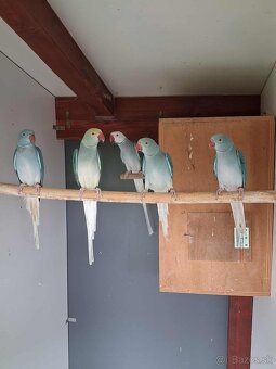 Alexander malý- hlava chvost - 6