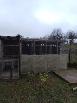 Papagáj spevavy - 6