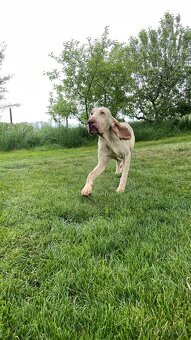 Taliansky stavač - 6