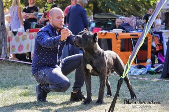 Cane corso - 6