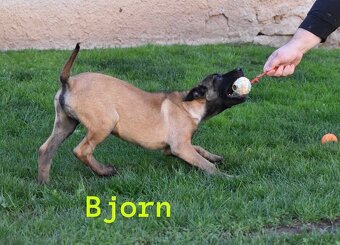 Belgický ovčiak Malinois s PP - 6