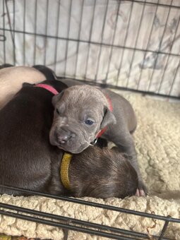 Americký stafordsirsky terier, Stafford, amstaf - 6