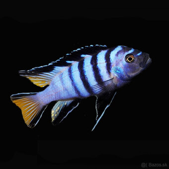 Corydoras, Panciernicek, Prisavnik, Malawi, Kotulky - 6