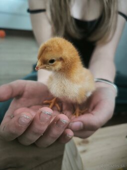 5 týždňové Leghorn biely a gazdovska hempsirka - 6