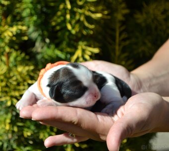 Shih-tzu s PP (šicu, shihtzu, shih tzu ) - 6