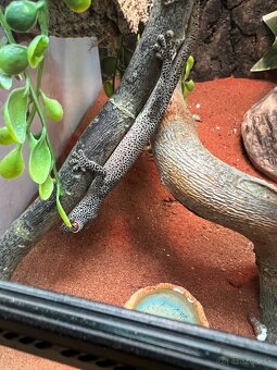 Strophurus taenicauda - chovné trio - 6
