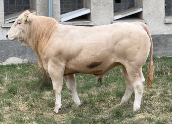 Plemenné býky - 6