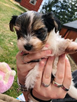 Predám Yorkshire Biwer Terrier - 6