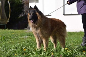 Belgický ovčiak _ Tervueren s PP (FCI) psíci - 6