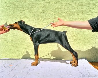 KUPIROVANÉ ŠTENIATKA DOBERMANA S PP FCI - 6