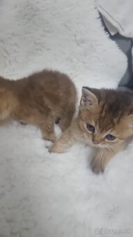 Britská cincila - 6