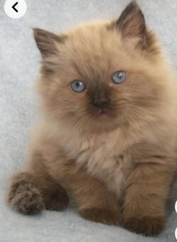 Ragdoll s PP - 6