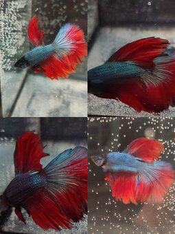 Betta Splendens - Bojovnica Pestrá. - 6
