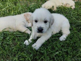 Zlatý retriever - 6