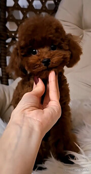 pudel teacup girl 6mes. 1.3kg - 6