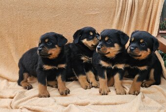 Rotvajler,rotveiler,rotvailer,rotwailer,rotweiler na predaj. - 6