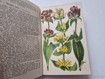 Alpská flóra 1919 - 30x barvotisková tabule alpinky atlas - 6