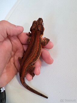 Pagekón hrbolkohlavý - Rhacodactylus auriculatus - 6