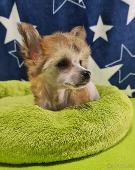 čínsky chocholatý pes - 6