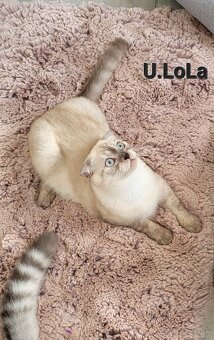 Škótske mačiatka s PP/F.TICA 27 - 6