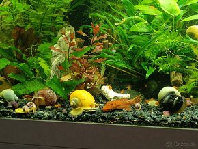 Červený Prisavník Super Red mladé 1,5cm - 6