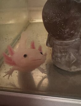 Predám axolotlov - 6