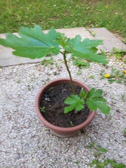 Predám figovník - 6