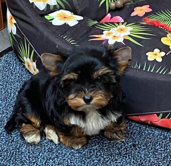 Yorkshire terrier - 6