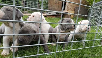 Americký stafordsirsky terier, american bully XL - 6