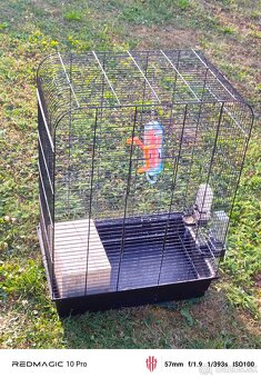 Agapornis ružovohrdly - 6