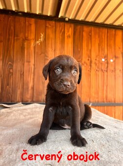 Labrador šteniatka - 6